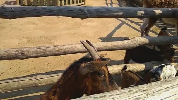 Pequenas cabras pigmeu africanas engraçadas no zoológico — Vídeo de Stock
