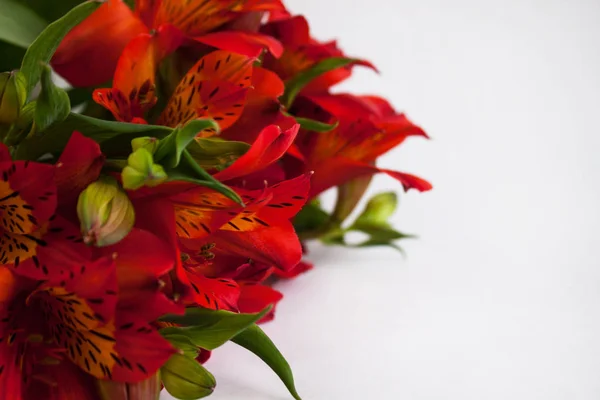 Bukett roter Alstroemeria, peruanischer Lilie oder Lilie der Inkas-Blüten. weißer Hintergrund isoliert, Kopierraum. — Stockfoto