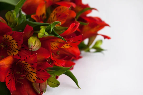 붉은 알스트로에메리아 꽃다발, 페루 백합 또는 잉카 꽃의 백합. 흰색 배경 격리, 복사 공간. — 스톡 사진