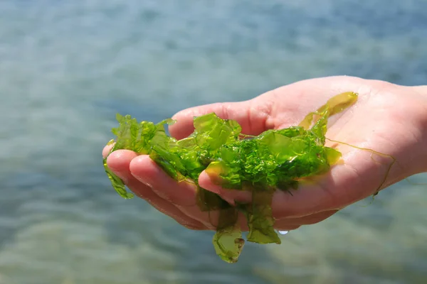 Young woman holds in hands laminaria seaweed. Breakfast,lunch,dinner.Raw,vegan,healthy food,japanese cuisine