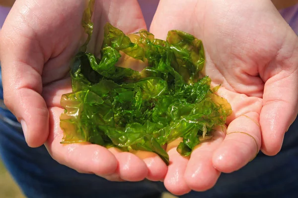 Mujer joven sostiene en las manos algas laminaria. Desayuno, almuerzo, cena. Crudo, vegetariano, comida saludable, cocina japonesa — Foto de Stock