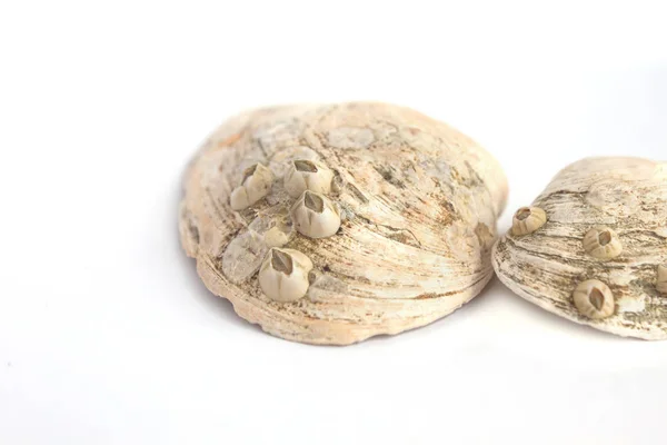 Composición de conchas de mar exóticas y anillo en forma de corazón sobre un fondo blanco, espacio de copia . — Foto de Stock