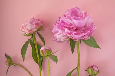 Pembe pastel arka planda güzel pembe şakayık çiçekleri. Metnin, üst görünümün ve düz yatış tarzın için kopya alanı var.