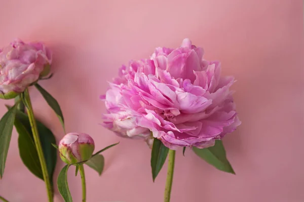 Lindas flores de peônia rosa no fundo pastel rosa com espaço de cópia para o seu texto, vista superior e estilo flat lay — Fotografia de Stock