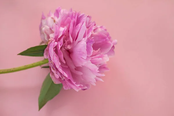 ピンクのパステルの背景に美しいピンクの牡丹の花あなたのテキスト、トップビューとフラットレイスタイルのためのコピースペース — ストック写真