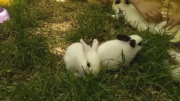 Children Playing Little Rabbits Lawn Feed Them Green Grass Andgrains — Stock Video