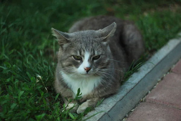 녹색 잔디에 누워 회색 흰색 고양이의 초상화 — 스톡 사진