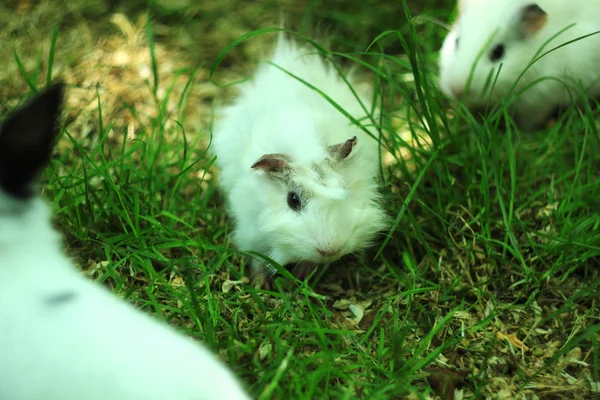 Newborn baby white coloured Guinea pig also known as cavy, domestic cavy or cavia grazing a fresh grass and grains. — Stock Photo, Image