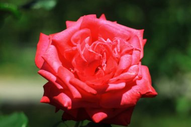 Kırmızı güller, Sevgililer Günü için çiçekler, bir hediye, 8 Mart'ta bir buket kırmızı gül, yaz tarlasında güzel çiçekler