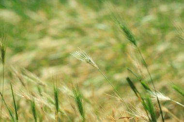 Dikenli yabani otlar rüzgarda sallanıyor, duvar arpası bitkileri. Yeşil otlar, altın ve tüylü kulaklar, doğa..