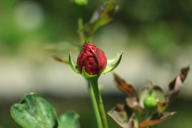 Kırmızı güller, Sevgililer Günü için çiçekler, bir hediye, 8 Mart'ta bir buket kırmızı gül, yaz tarlasında güzel çiçekler