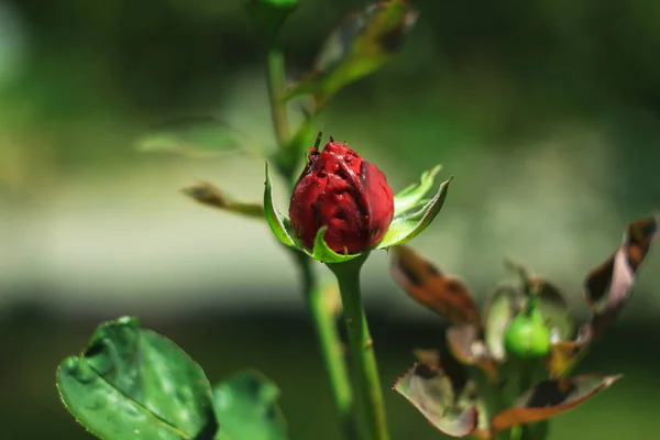 Rose rosse, fiori per San Valentino, un regalo, un mazzo di rose rosse l '8 marzo, bellissimi fiori nel campo estivo — Foto Stock