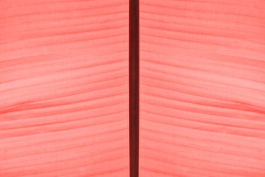 Yaşayan Mercan renginde arka plan. Metin için yer. Yenileme konsepti.