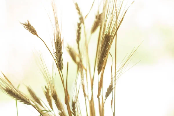 Beautiful nature sunset landscape. Ears of golden wheat close up. Rural scene under sunlight. — Stock Photo, Image