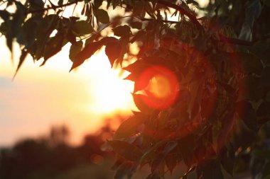 Bokeh ışıkları. Bir güneş ışığı bir ağacın yeşil yaprakları ile yolunu yapar.