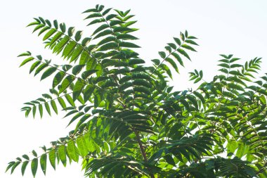 Ailanthus altissima çiçekleri çiçek açmaya hazır. Ailanto blosson, Cennet Ağacı. Ailanthus altissima. Doğa arka planı.