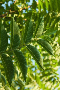Ailanthus altissima çiçekleri çiçek açmaya hazır. Ailanto blosson, Cennet Ağacı. Ailanthus altissima. Doğa arka planı.