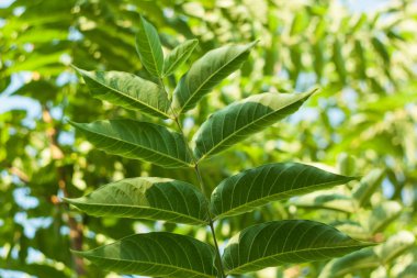 Ailanthus altissima çiçekleri çiçek açmaya hazır. Ailanto blosson, Cennet Ağacı. Ailanthus altissima. Doğa arka planı.