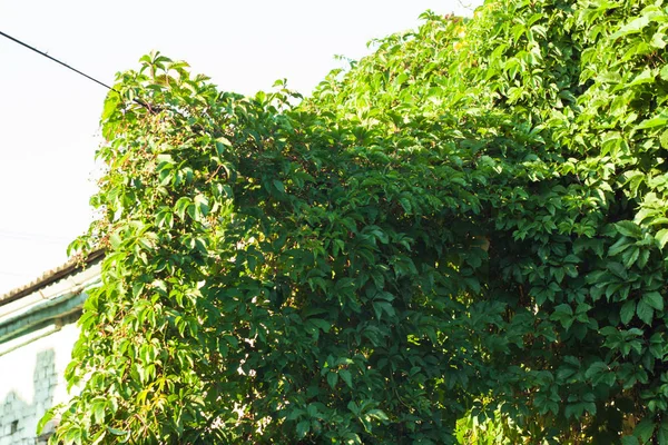 Wilde druiven op de achtergrond van oude houten deuren in de herfst — Stockfoto