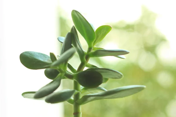 Crassula ovata, jade plant or money tree in a pot on a blur bokeh background on a windowsill.