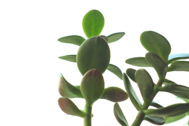 Bir pencere üzerinde bir bulanıklık bokeh arka planda bir pot Crassula ovata, yeşim bitki veya para ağacı.