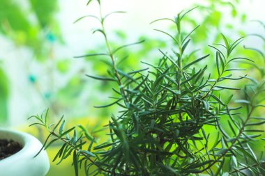 Bir pencere üzerinde çiçek saksı taze Biberiye bitki. Sağlıklı gıda, yeşillik, vegan, çiğ, organik ürünler, vitaminler, mineraller