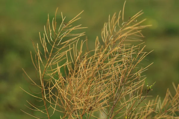 Fundo bonito de grama seca, campo no pôr do sol, fundo da natureza, textura . — Fotografia de Stock