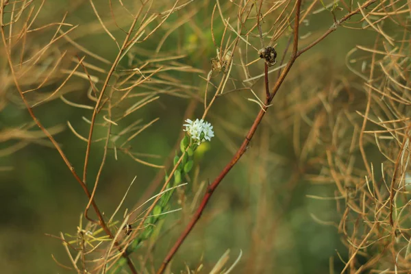 Bellissimo sfondo di erba secca, campo al tramonto, sfondo della natura, texture . — Foto Stock