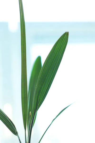 Primo piano di singola foglia di palma da dattero verde lucido su sfondo chiaro. Natura tropicale. Copia spazio . — Foto Stock