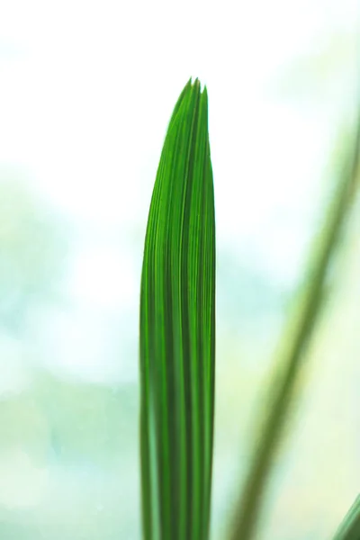 光背景上单亮绿色椰叶的特写镜头。热带自然。复制空间. — 图库照片