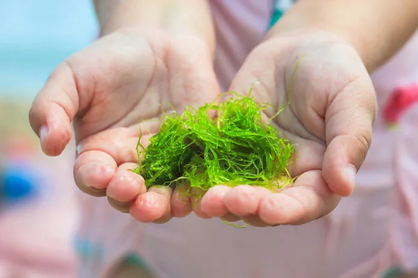 Young woman holds in hands fresh green laminaria seaweeds on the sea water background.