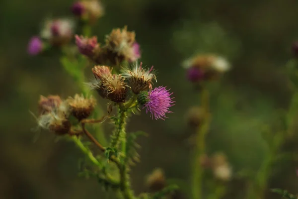 Eine persische Seidenbaumblume, die an einem schönen Abend vor einem weichen verschwommenen Bokeh-Hintergrund dahinblüht. Naturtapete — Stockfoto