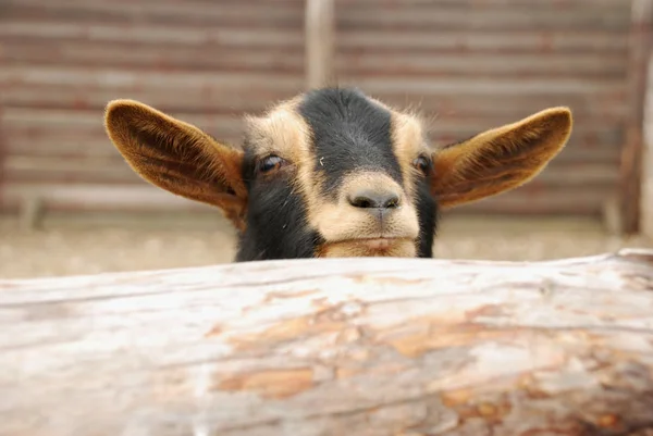 A cabra dos Camarões ou cabra pigmeu africano é uma raça de cabra doméstica em miniatura . — Fotografia de Stock