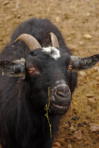 The Cameroon goat or African pygmy goat is a breed of miniature domestic goat. — Stock Photo, Image