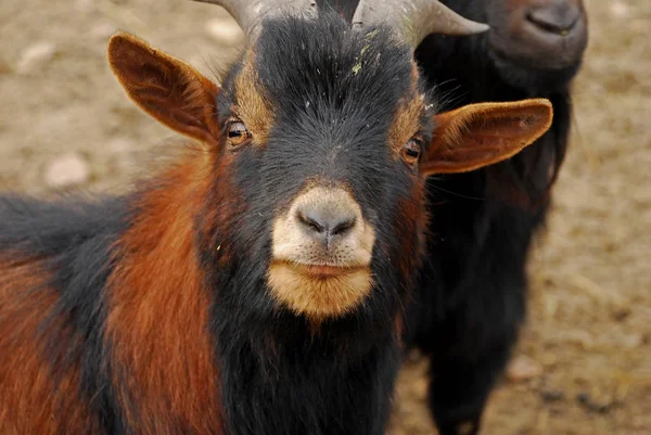 The Cameroon goat or African pygmy goat is a breed of miniature domestic goat. — Stock Photo, Image