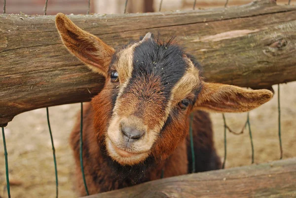 Kozła Kamerunu lub kozy Pygmy Afryki jest to rasa miniaturowych domowych kóz. — Zdjęcie stockowe