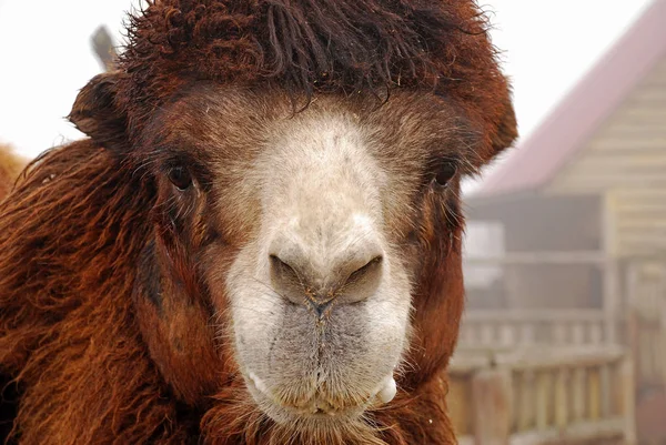 The Bactrian camel, Camelus bactrianus, portrait, animals in the zoo. Foggy day. — Stock Photo, Image