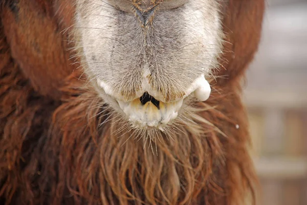 The Bactrian camel, Camelus bactrianus, portrait, animals in the zoo. Foggy day. — Stock Photo, Image