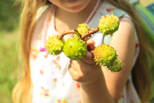 Chestnuts and chestnut leaf in girl's hands may use as background — Stock Photo, Image