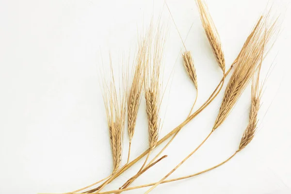 Пшеничные шипы на белом фоне. Здоровое питание, осенний урожай, выпечка хлеба . — стоковое фото