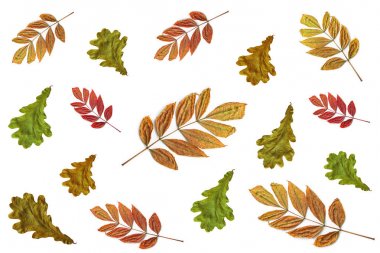 Renkli meşe ve kül sonbahar yaprakları beyaz bir arka plan üzerinde izole.