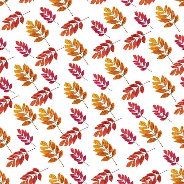 秋はシームレスなパターンを葉します。カラフルな秋の灰の葉. — ストック写真