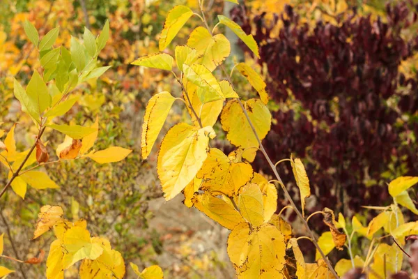 Barevný podzim zanechává tapety, krásnou přírodu. Rozmazané žluté a červené pozadí. — Stock fotografie