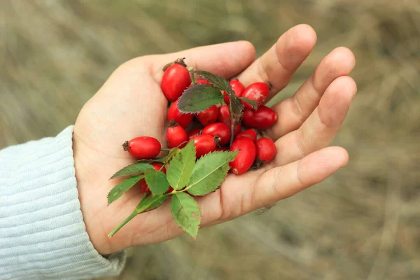 Rosehip in a male hand in the forest. Fresh berries harvest concept. — Stock Photo, Image