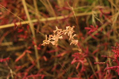 Yüksek tuzlu sularda yetişen ve kökleri aracılığıyla tuzlu suyla temas eden halofit bitkisi.