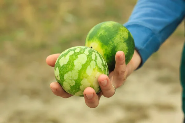 Uitzicht op verse rijpe groene kleine watermeloenen. Vers geoogste zoete vruchten. — Stockfoto