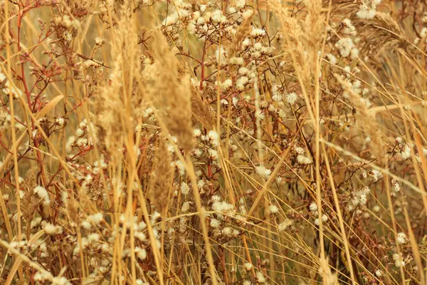 Dried grass with white fluffy flowers. Straw, hay on a foggy day light background with copy space. — Stock Photo, Image