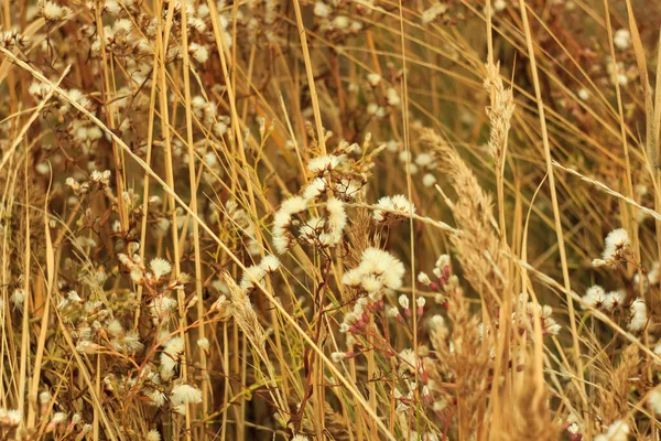 Erba secca con fiori bianchi soffici. paglia, fieno su uno sfondo luce giorno nebbioso con spazio copia . — Foto Stock