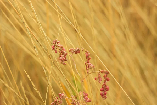 Erba secca con fiori bianchi soffici. paglia, fieno su uno sfondo luce giorno nebbioso con spazio copia . — Foto Stock