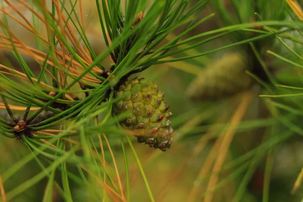 Schöne junge Tannenzapfen und Nadeln an einem Ast. Bokeh unklarer Hintergrund. — Stockfoto